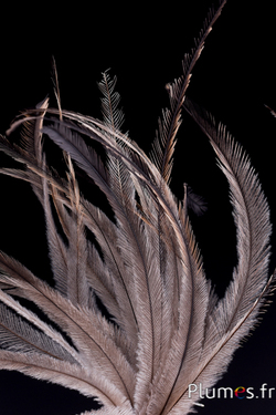 Emeu - 23-28 cm - naturel